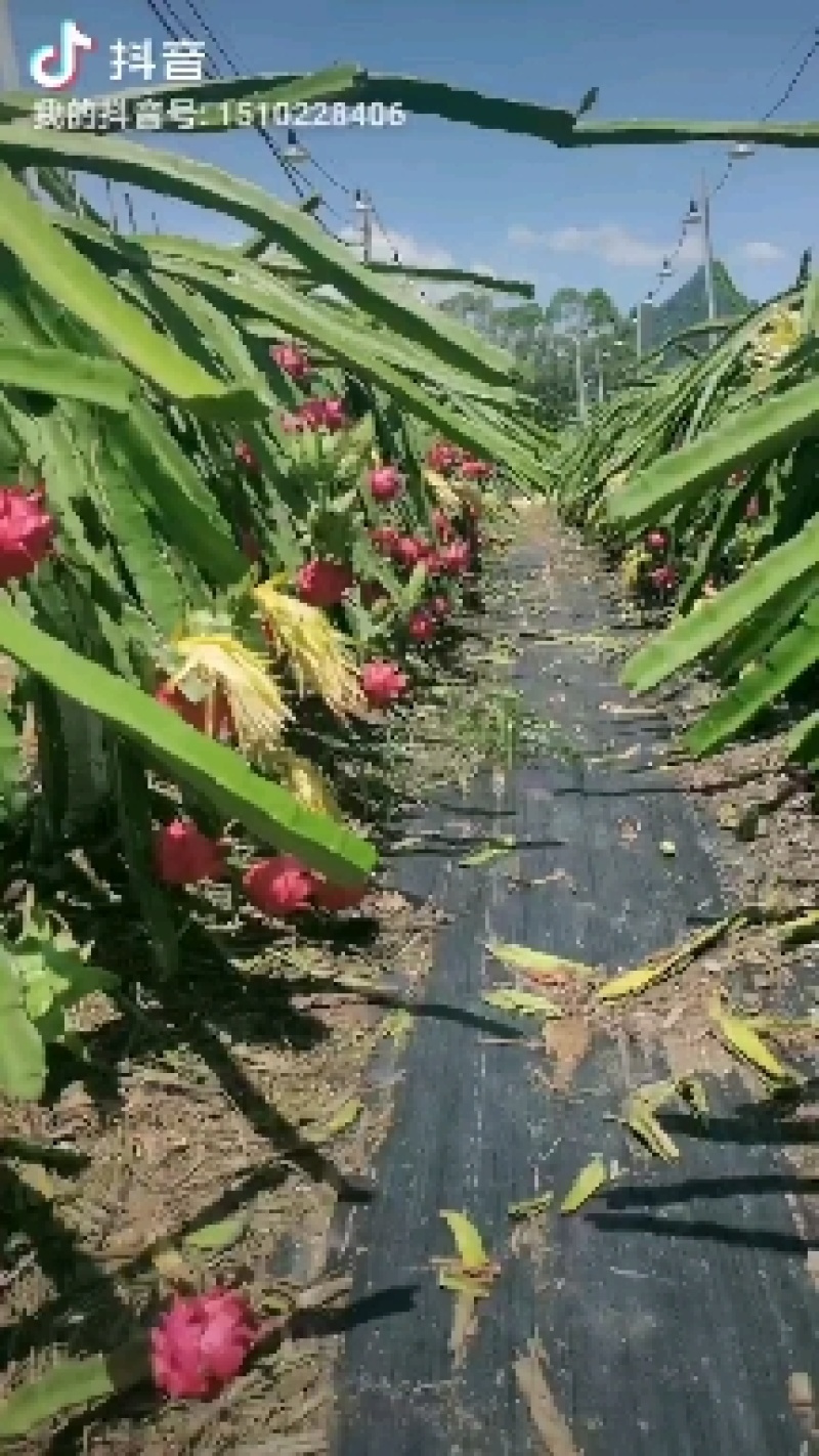 火龙果金都一号