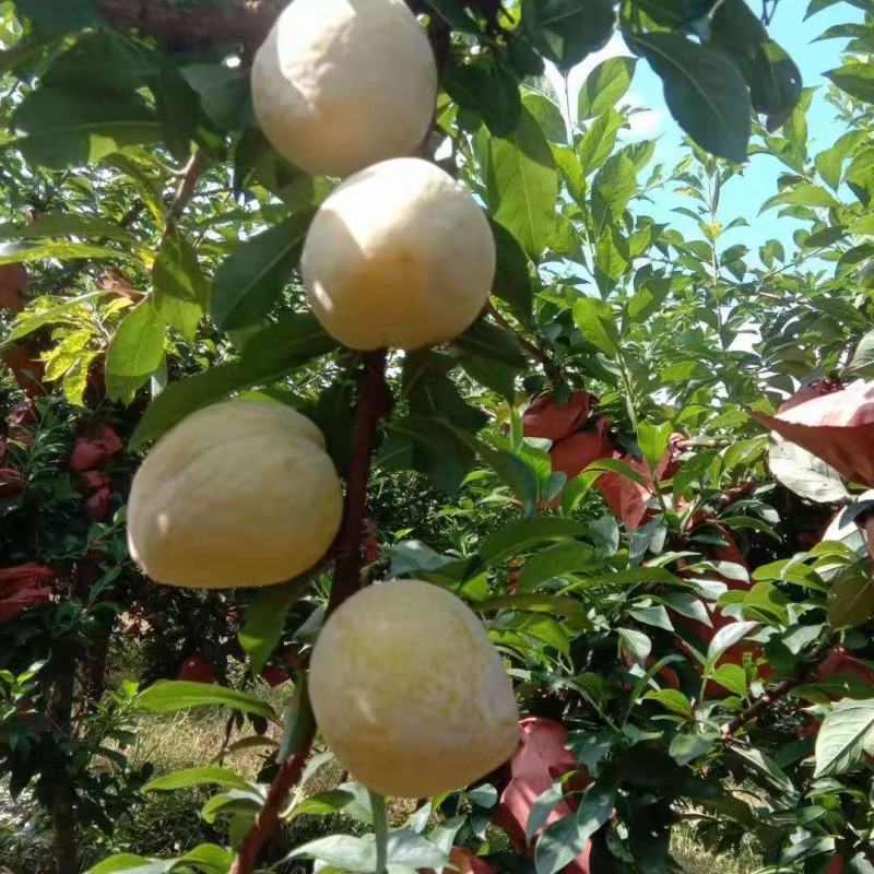 黄金奈李