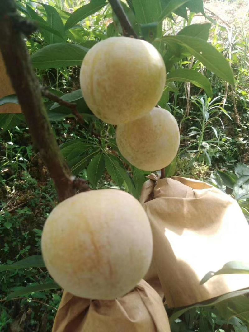 黄金奈李