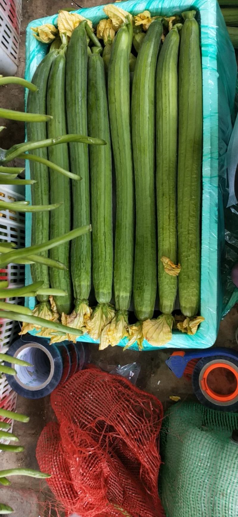 鲜花丝瓜