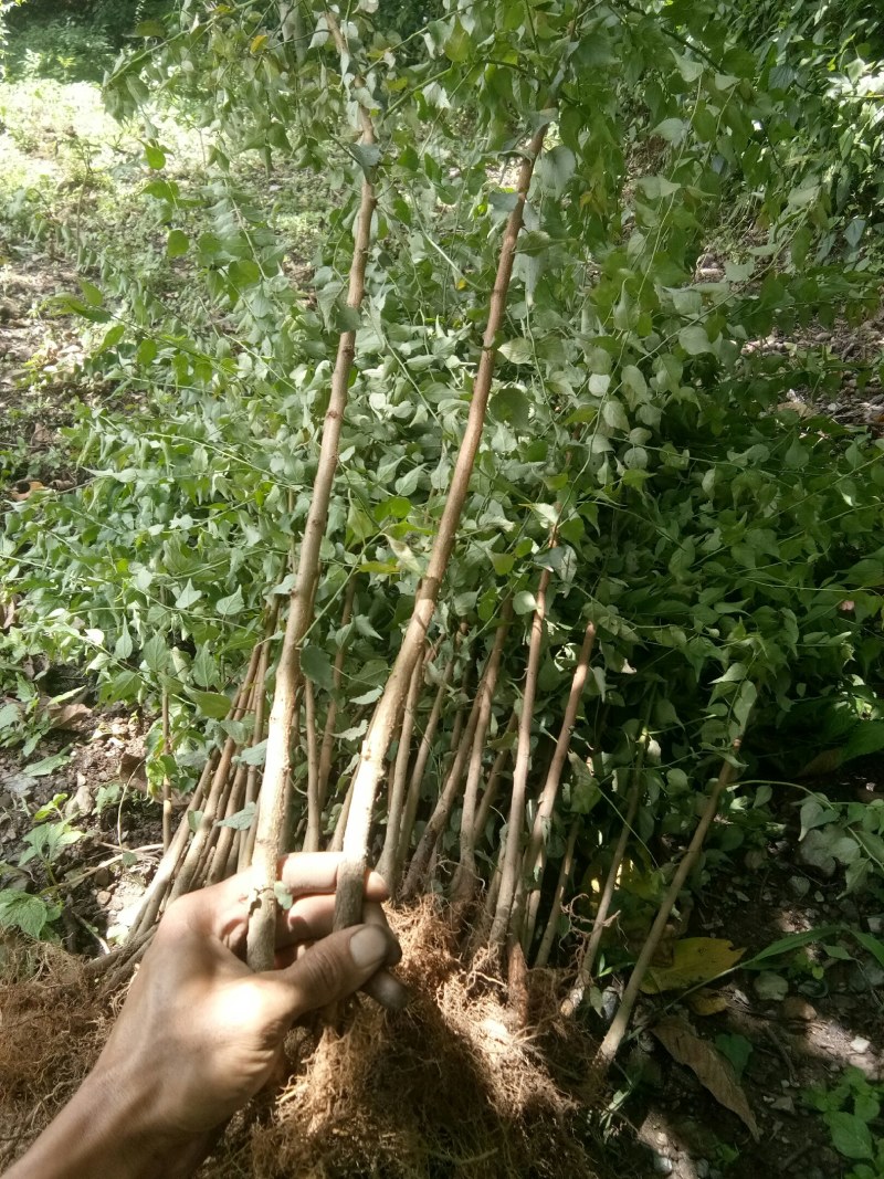 大量青梅苗出售，量大从优，大小都有，实惠多多。