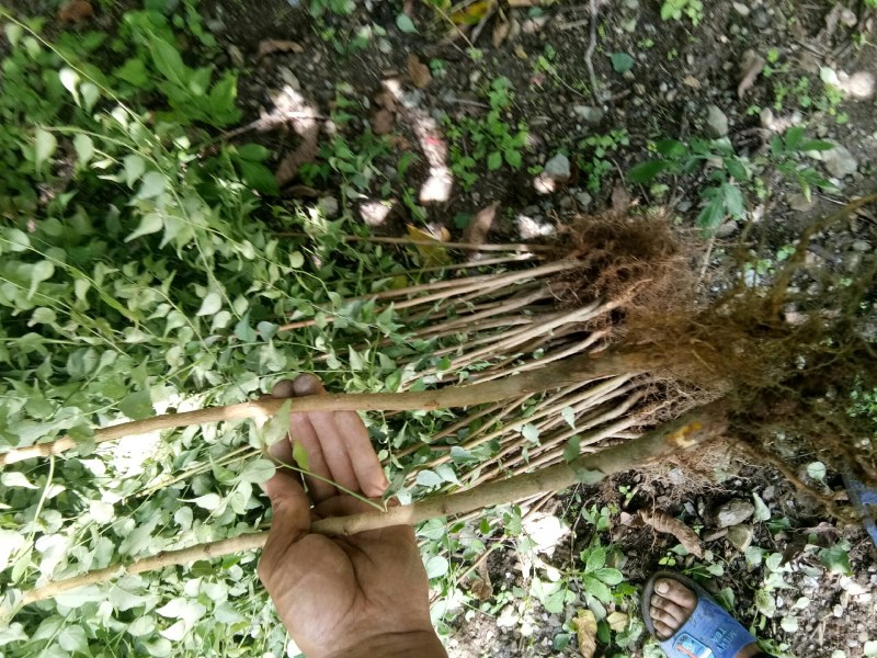 大量青梅苗出售，量大从优，大小都有，实惠多多。
