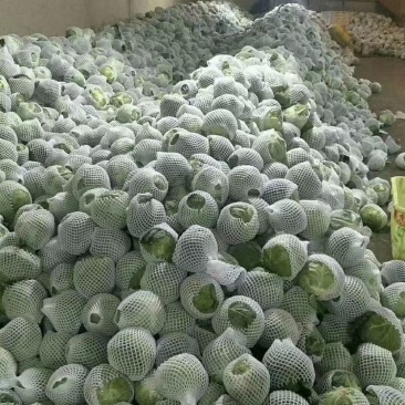 精品甘蓝大量上市