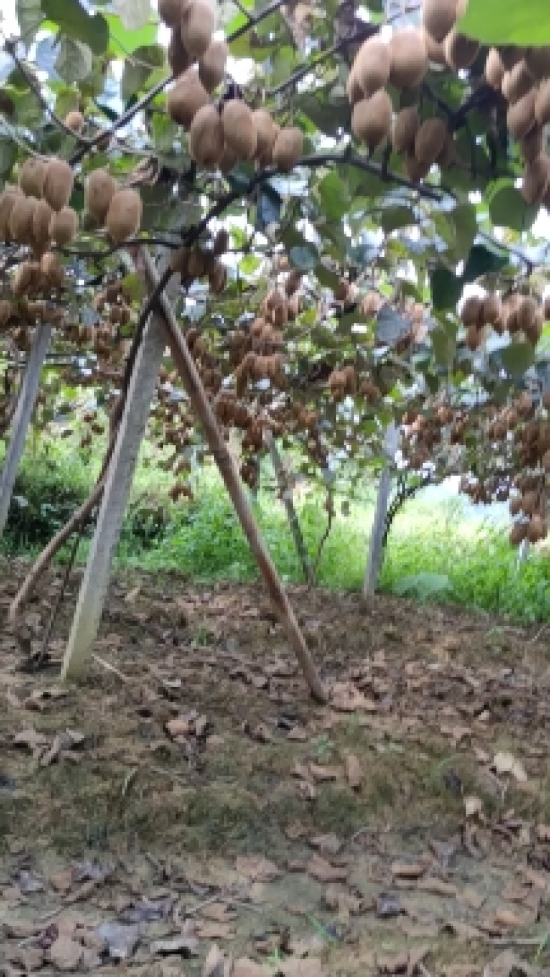 绿心猕猴桃米良一号（电商，社区，超市，市场）产地直供