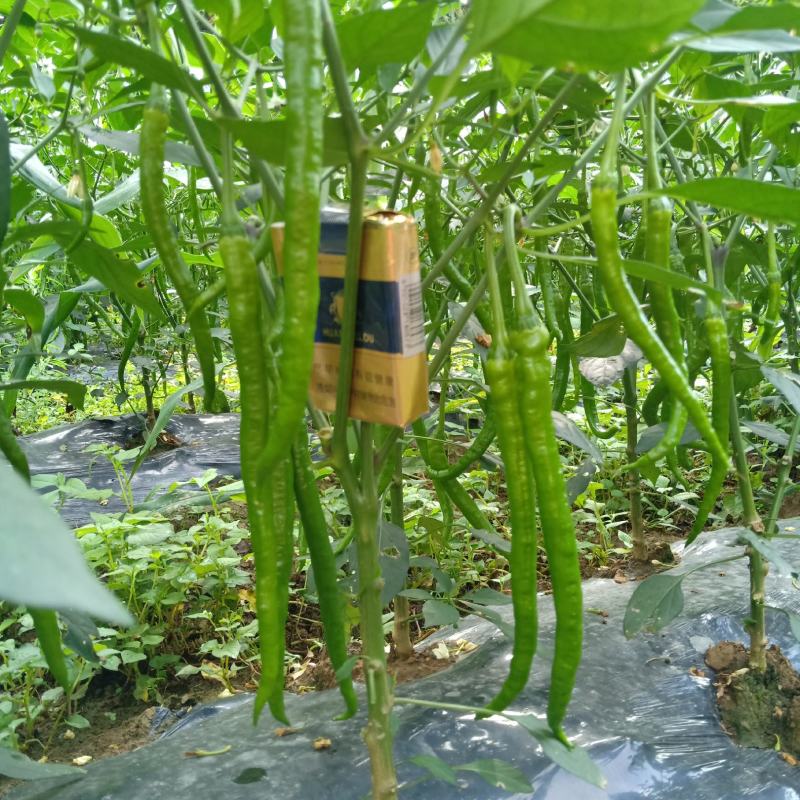 高山辣椒精品二荆条，产自于湖北恩施利川，也称之为富硒辣椒