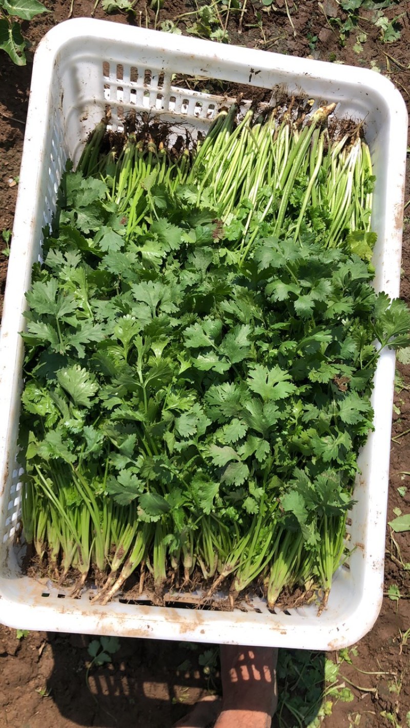 大叶香菜