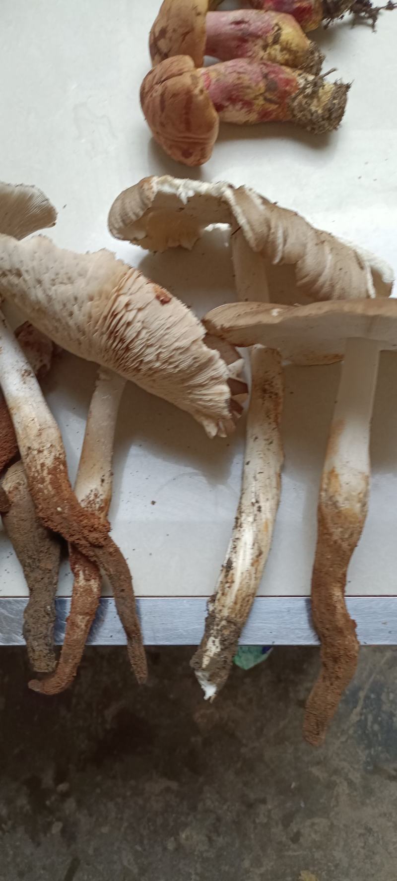 云南优质野生菌昆明宜良代理