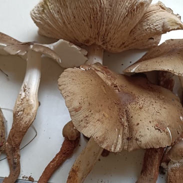 云南优质野生菌昆明宜良代理