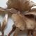 云南优质野生菌昆明宜良代理