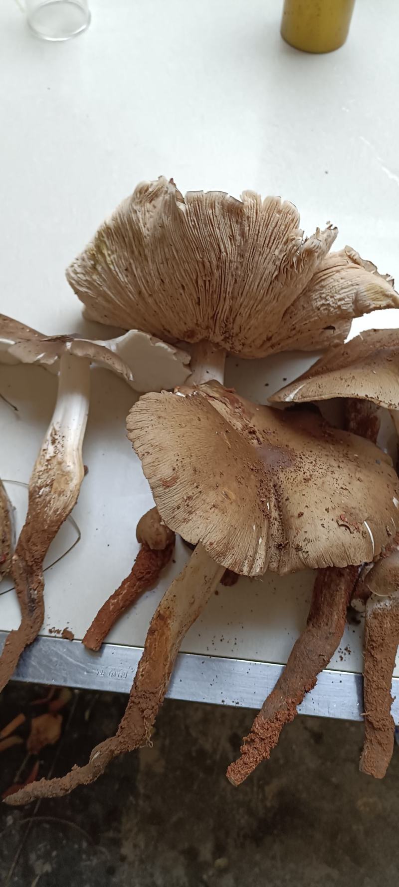 云南优质野生菌昆明宜良代理