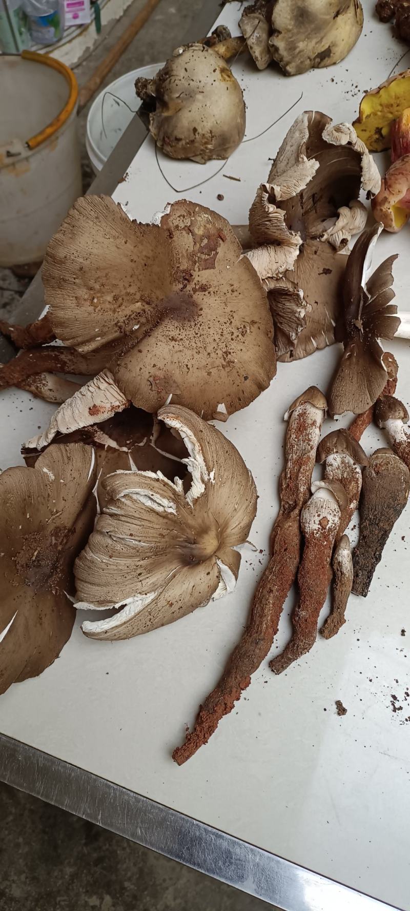 云南优质野生菌昆明宜良代理