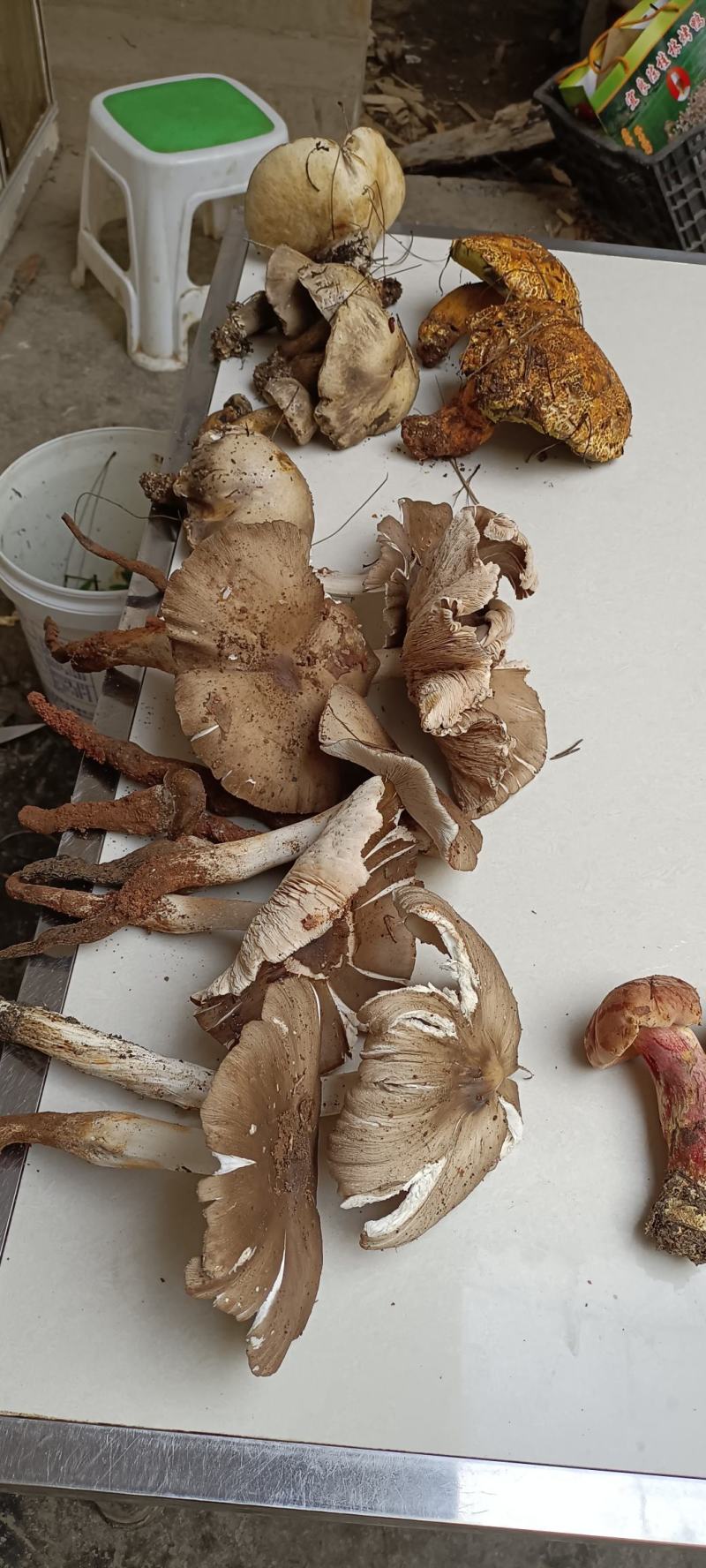 云南优质野生菌昆明宜良代理