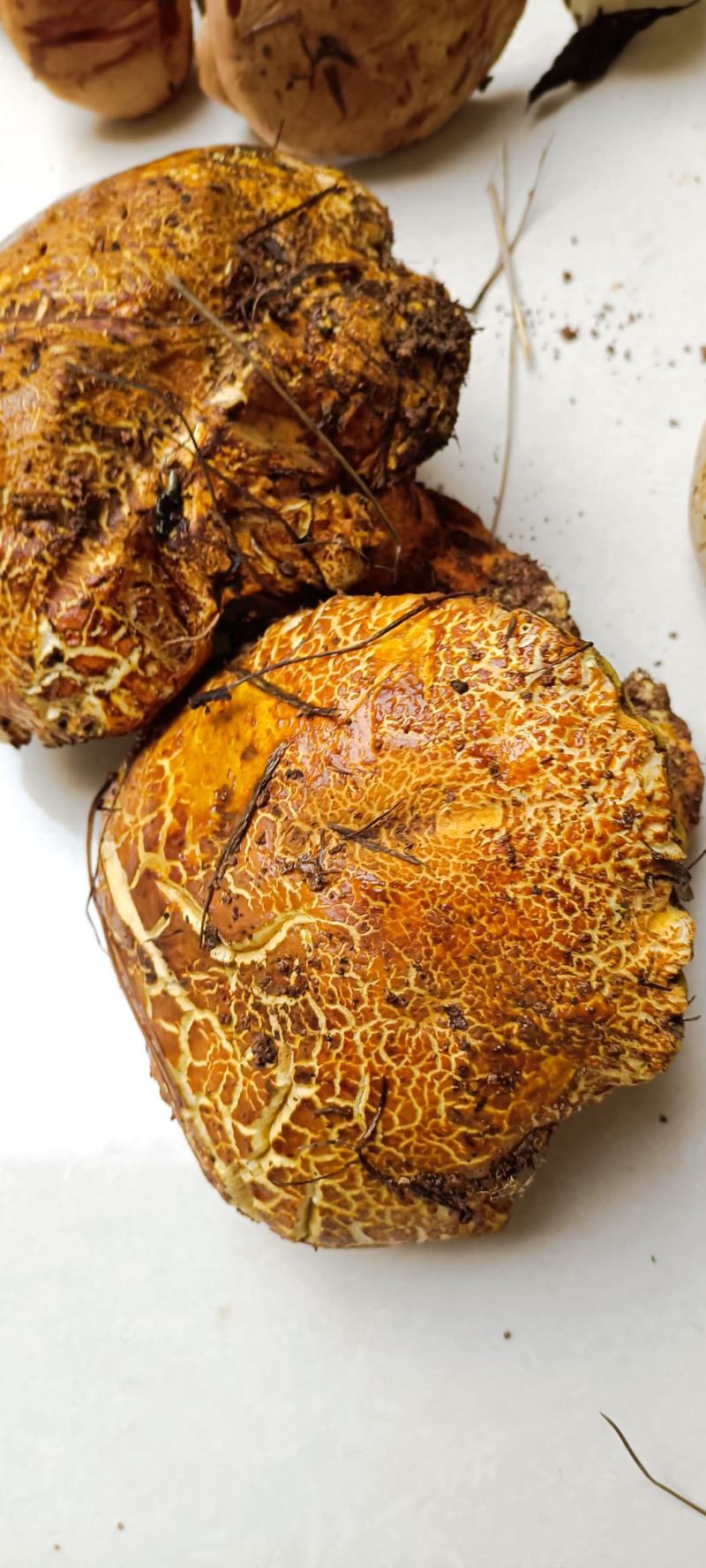 云南优质野生菌昆明宜良代理