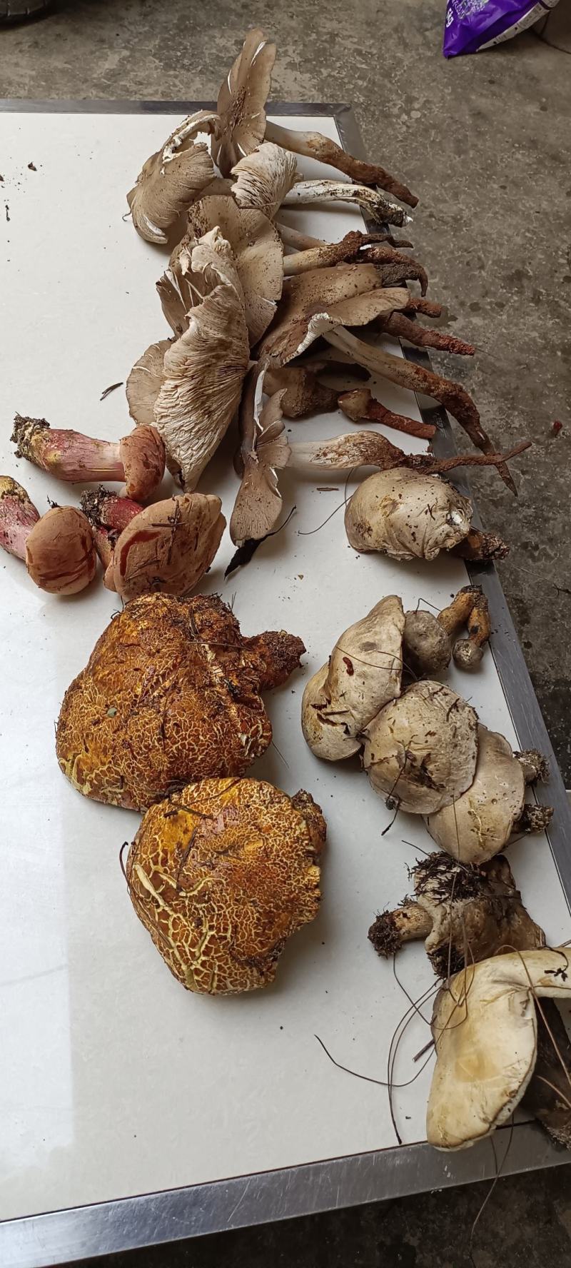 云南优质野生菌昆明宜良代理