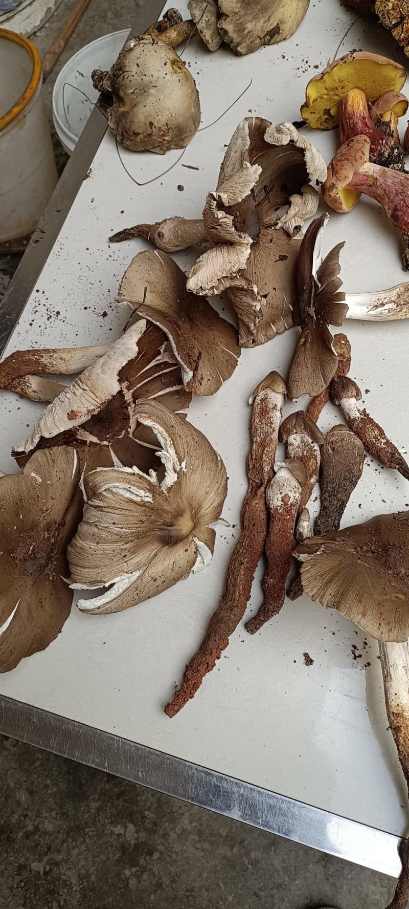 云南优质野生菌昆明宜良代理