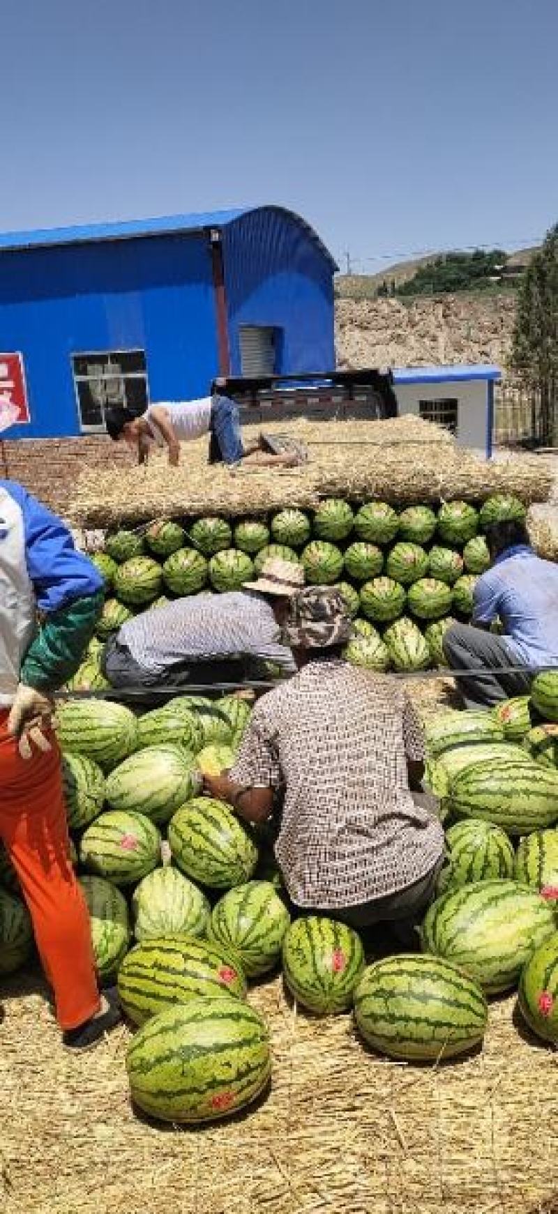 金城五号，金花一号，现在已经大量上市了，