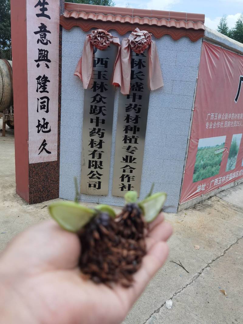 粉质红花百部种子，18007755831小梁