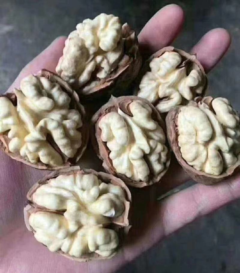 盐源青皮核桃大凉山青皮核桃四川青皮核桃产地代办