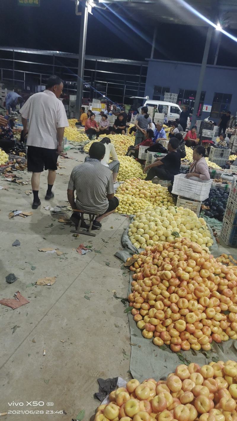 蒙阴蜜桃各种黄桃红桃蟠桃红不软油桃品种多多