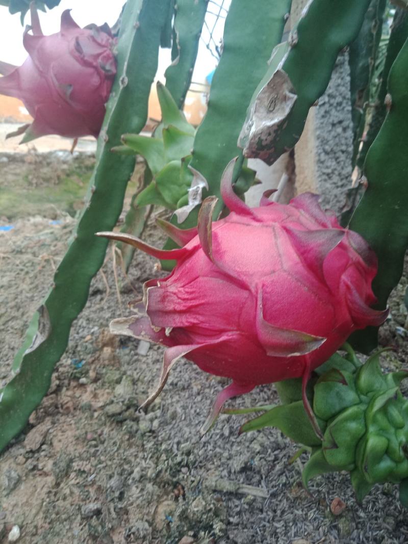 火龙果