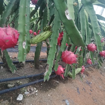 火龙果