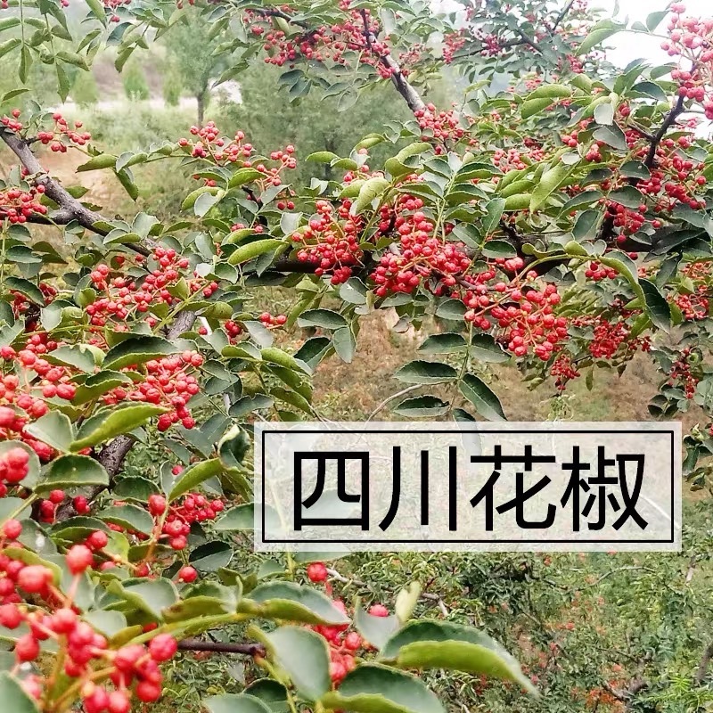 正宗汉源贡椒花椒自家种植基地可批发麻味十足颗粒饱满