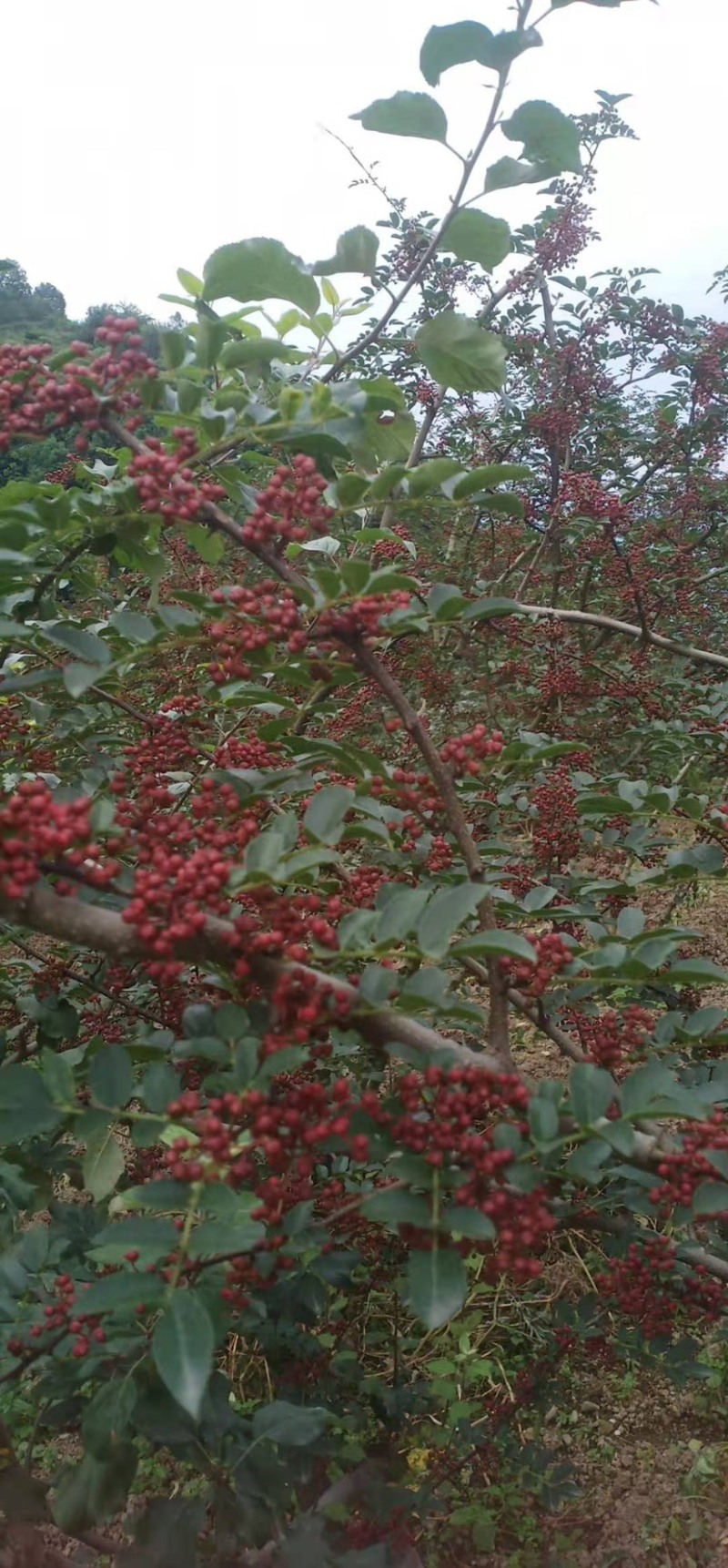 正宗汉源贡椒花椒自家种植基地可批发麻味十足颗粒饱满