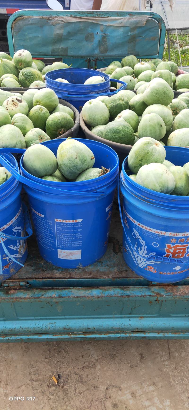 大量供应大棚绿宝石甜瓜，！！！！！！！！！