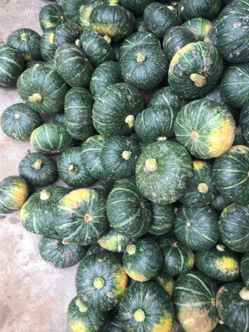 陕西板栗南瓜，大量上市中，个头大，产量高每天看供20吨