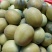鲜莲_草莲_白莲。。。。