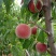 春雪毛桃，果实甜脆。