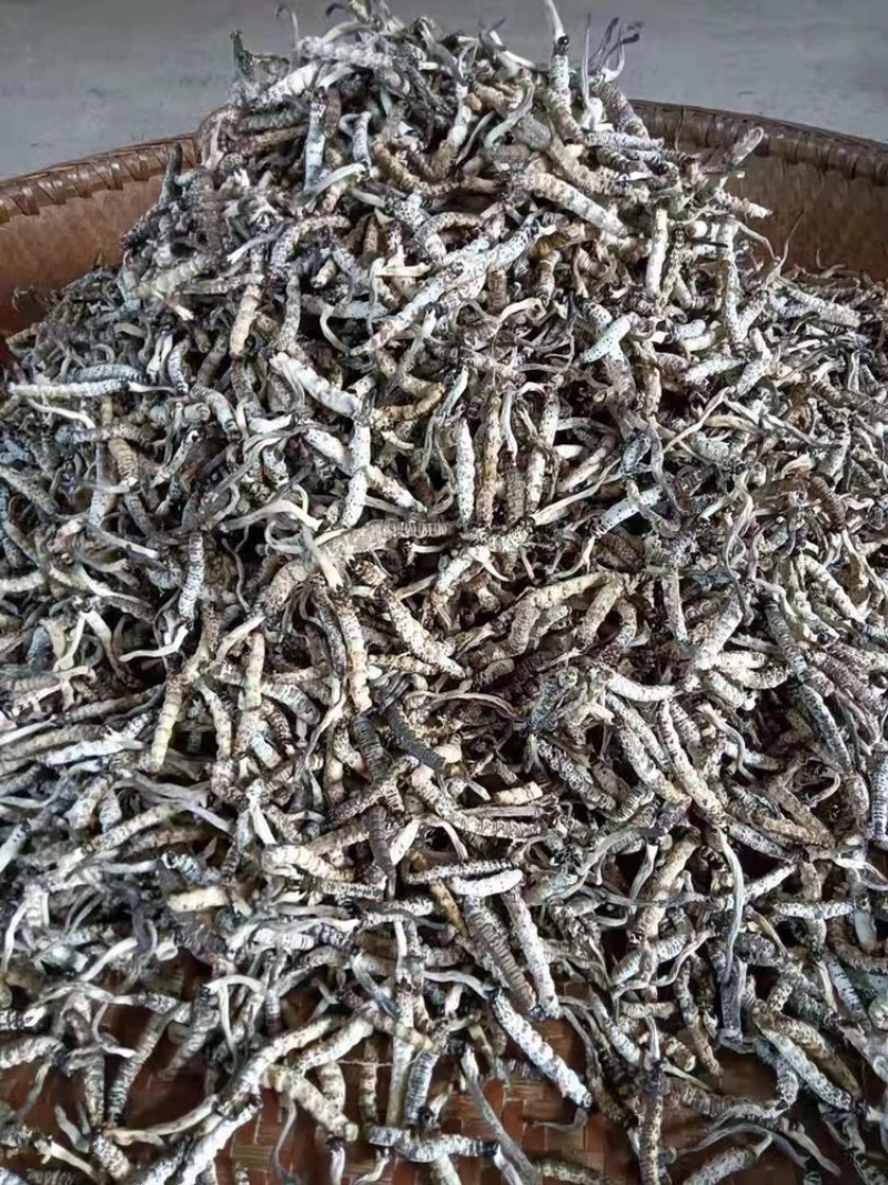 虫草