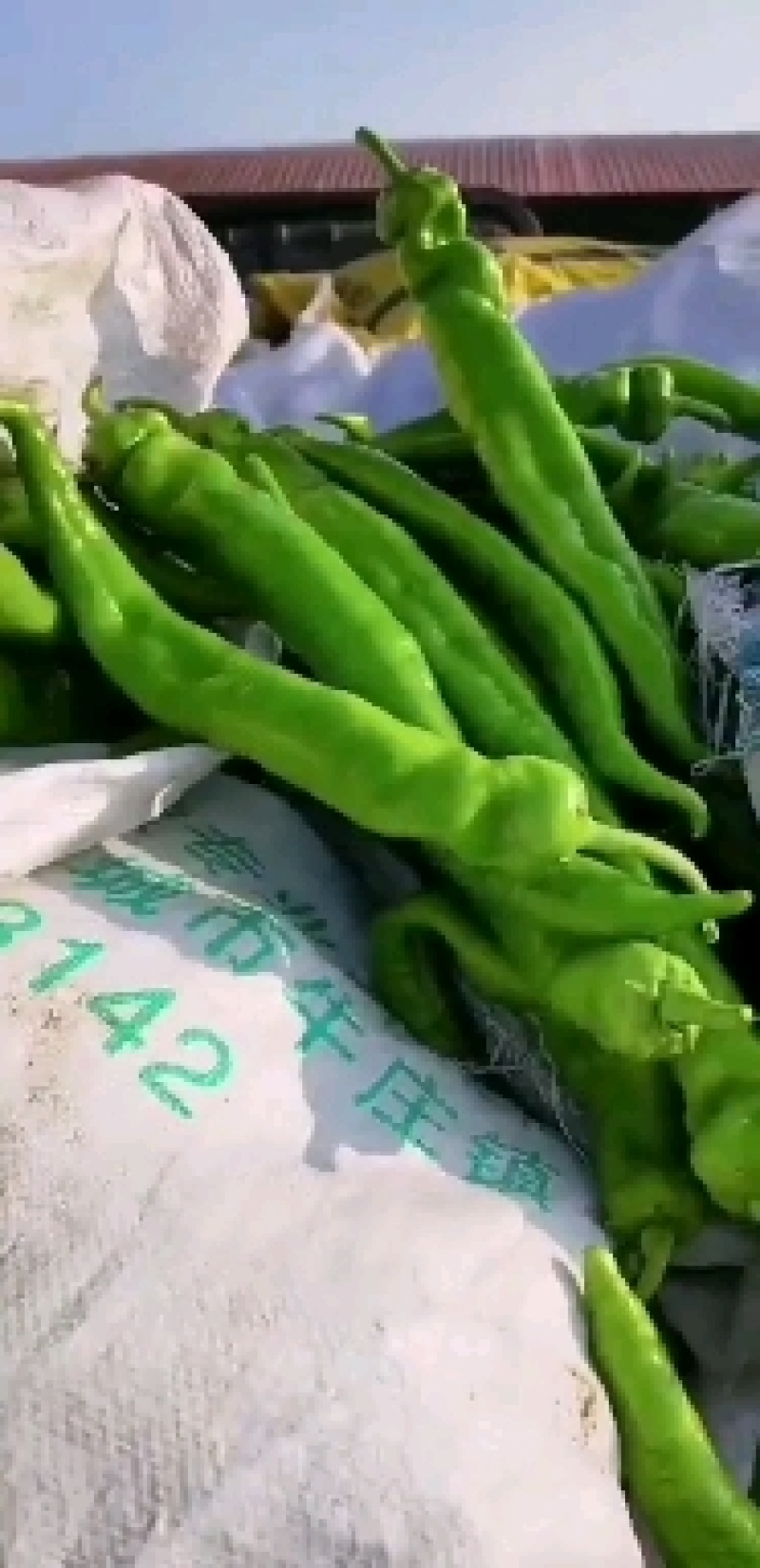 尖椒，鲜辣椒大量上市，优质货源，货源充足，欢迎采购