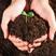 优质营养土营养土花卉土种花种菜土壤花肥料通用