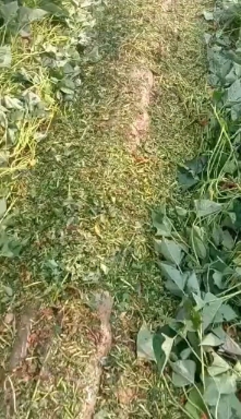 红薯杀秧机红芋打秧机土豆碎秧机洋芋秧四轮拖拉机带