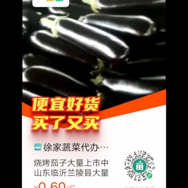 烧烤茄子大量上市中山东临沂兰陵县大量上市