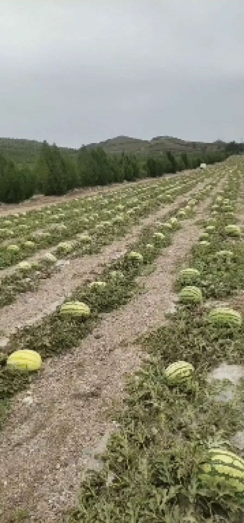 金城五号，金花一号，皮薄肉甜。让你放心，舒心，安心，，
