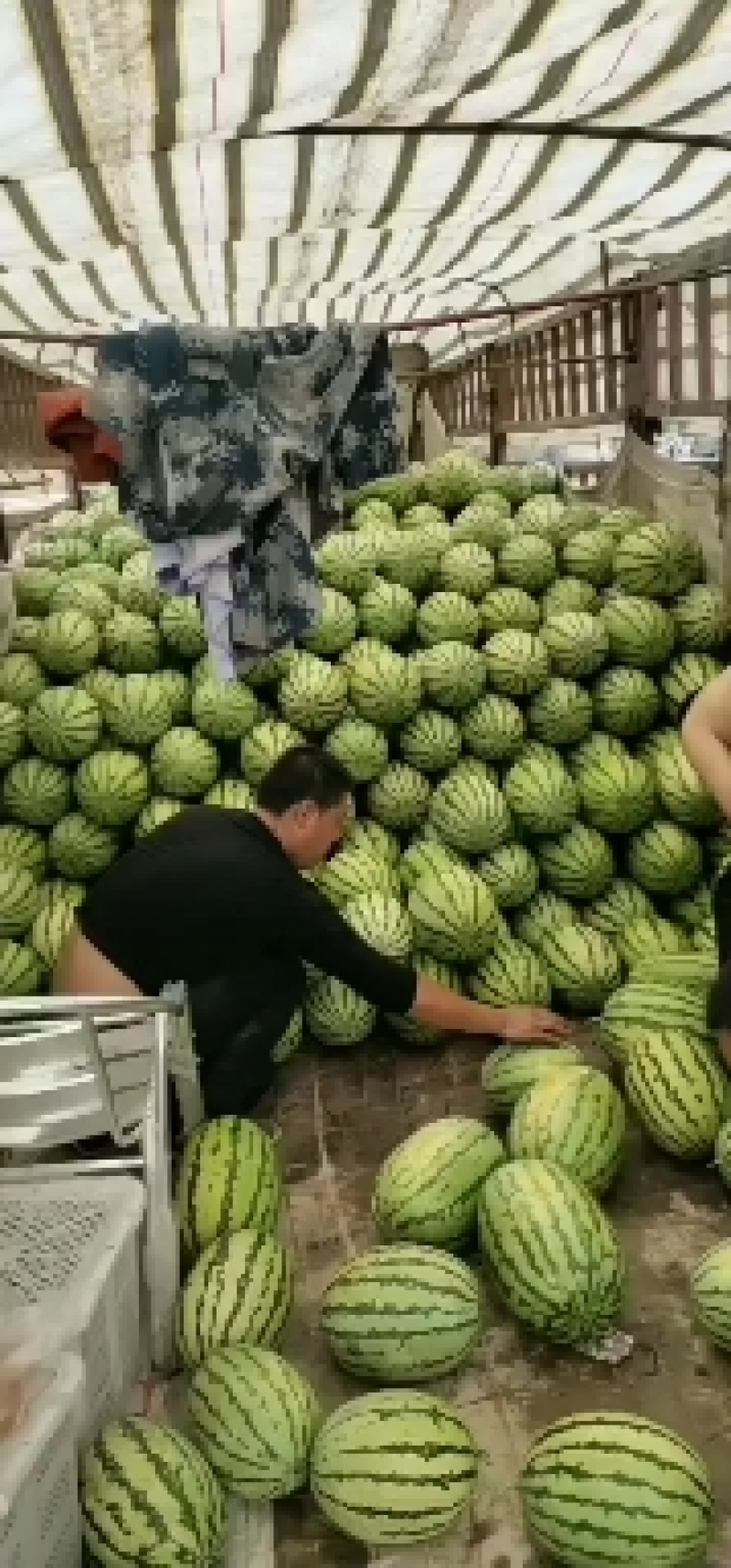 金城五号，金花一号，皮薄肉甜。让你放心，舒心，安心，，