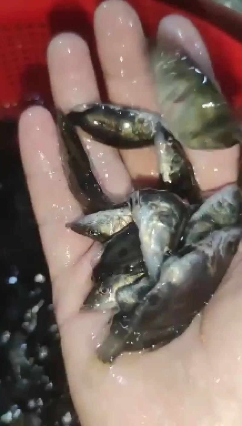 鳜鱼苗