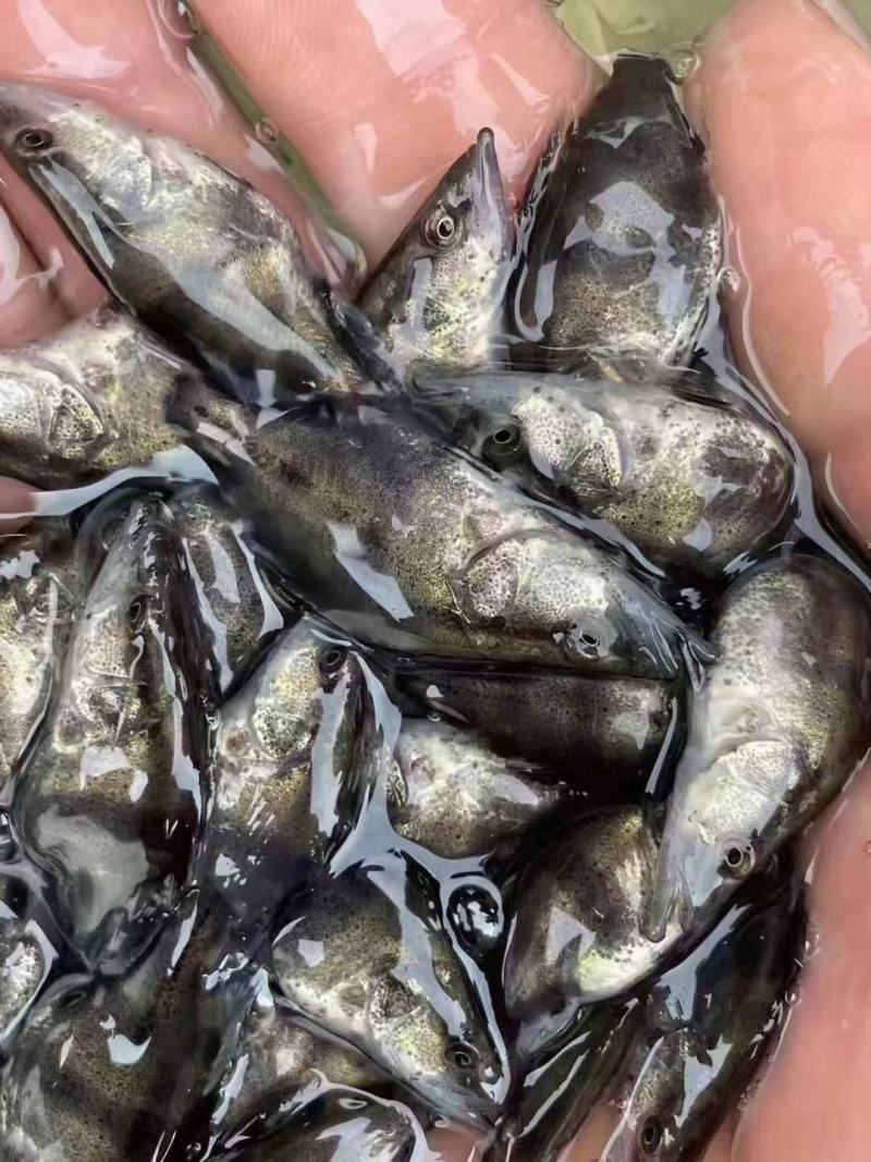 鳜鱼苗