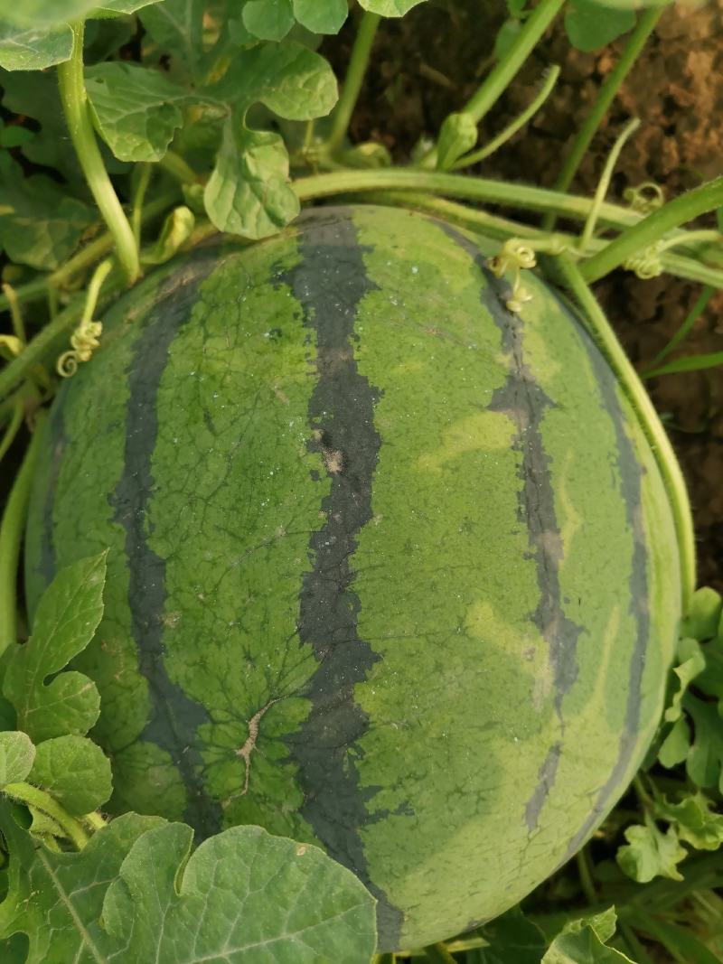 75亩西瓜