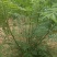 丛生文冠果文冠果树文冠果苗文冠果基地河北文冠果