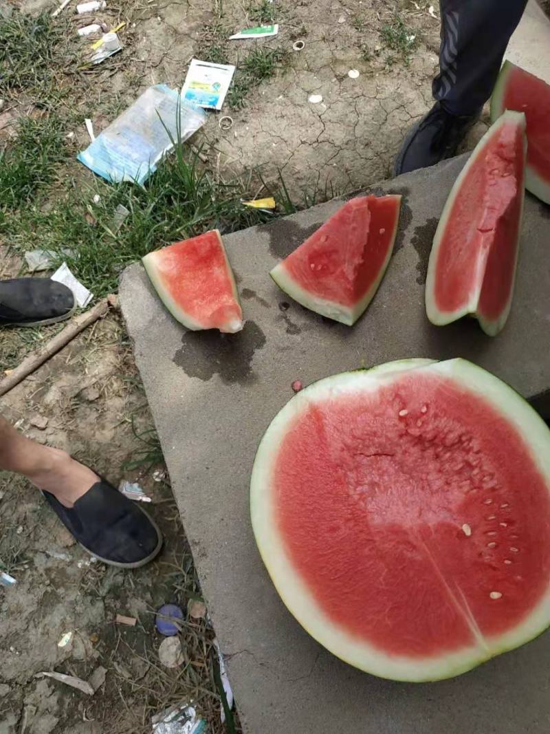 黑无仔西瓜，西瓜千亩种植基地直发，量大质优！
