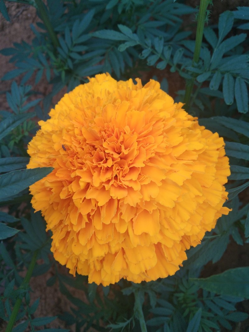 万寿菊