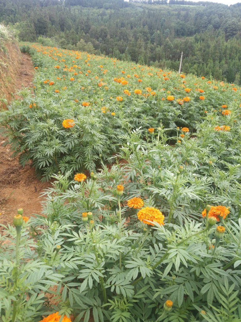 万寿菊