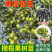 黑橄榄苗(嫁接苗)直生苗，带叶，带杯发货