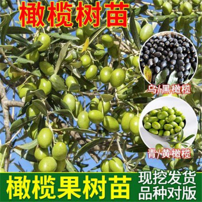 黑橄榄苗(嫁接苗)直生苗，带叶，带杯发货
