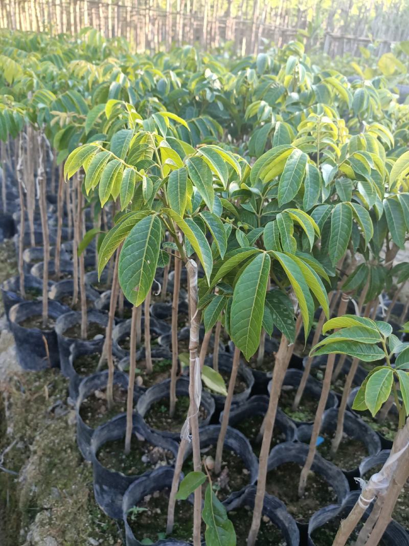 黑橄榄苗(嫁接苗)直生苗，带叶，带杯发货