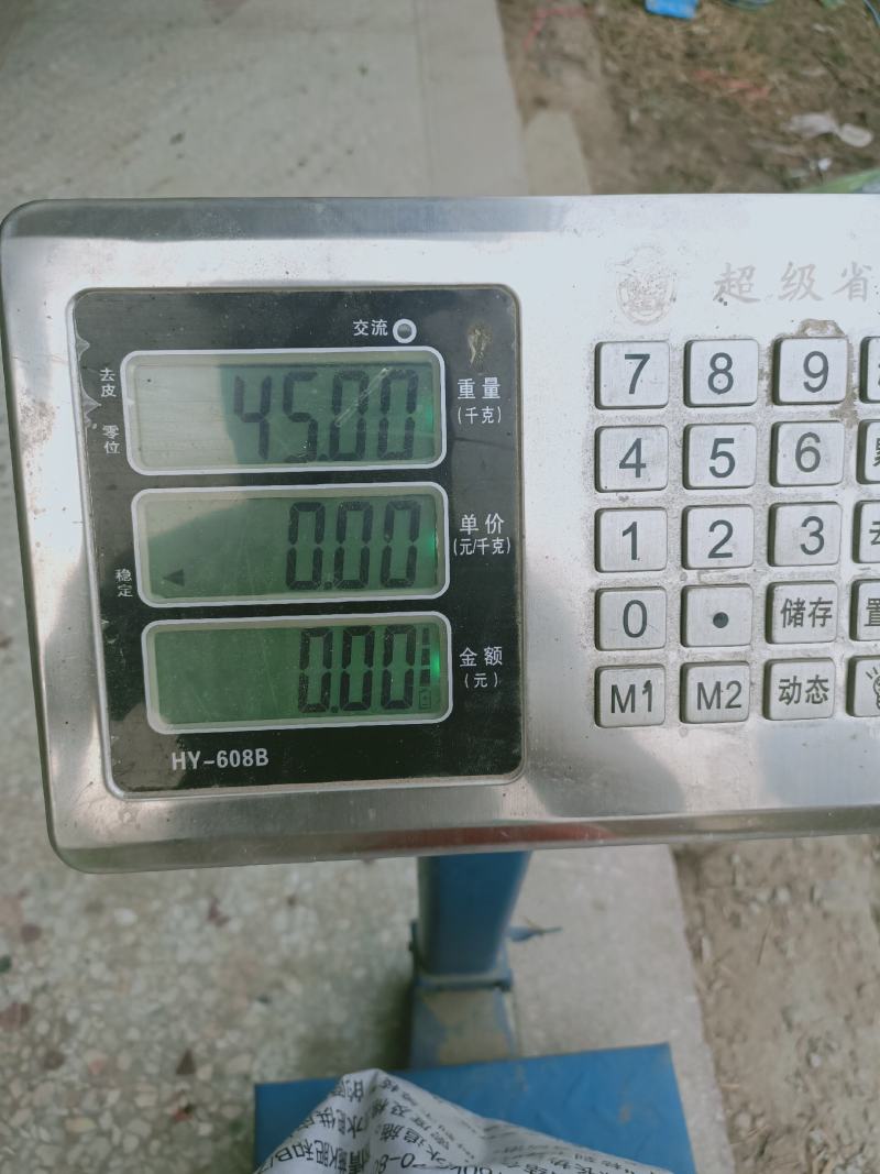 蚕豆菜籽