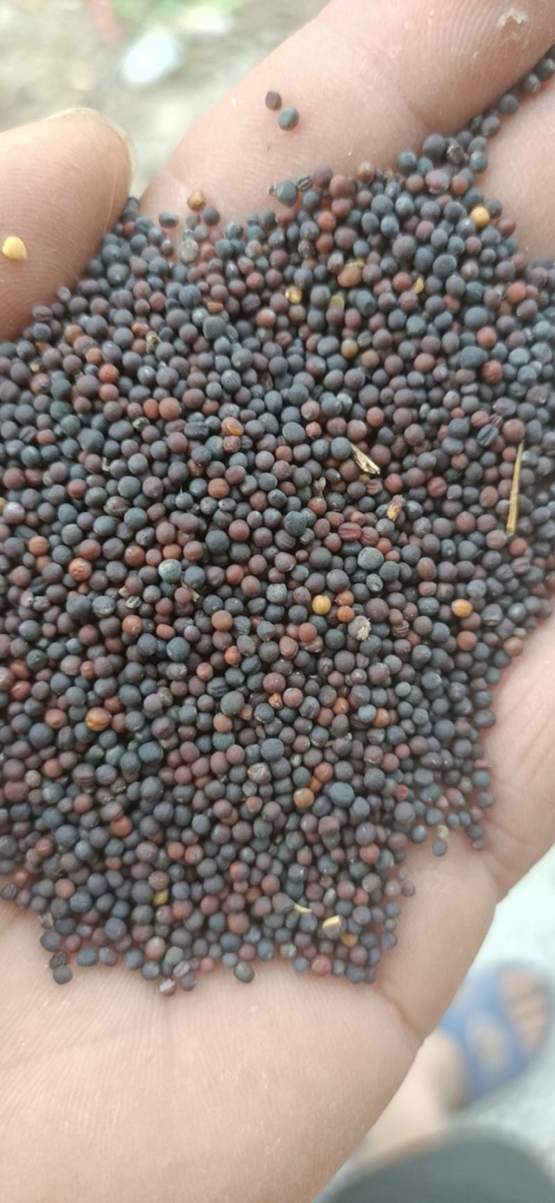 蚕豆菜籽